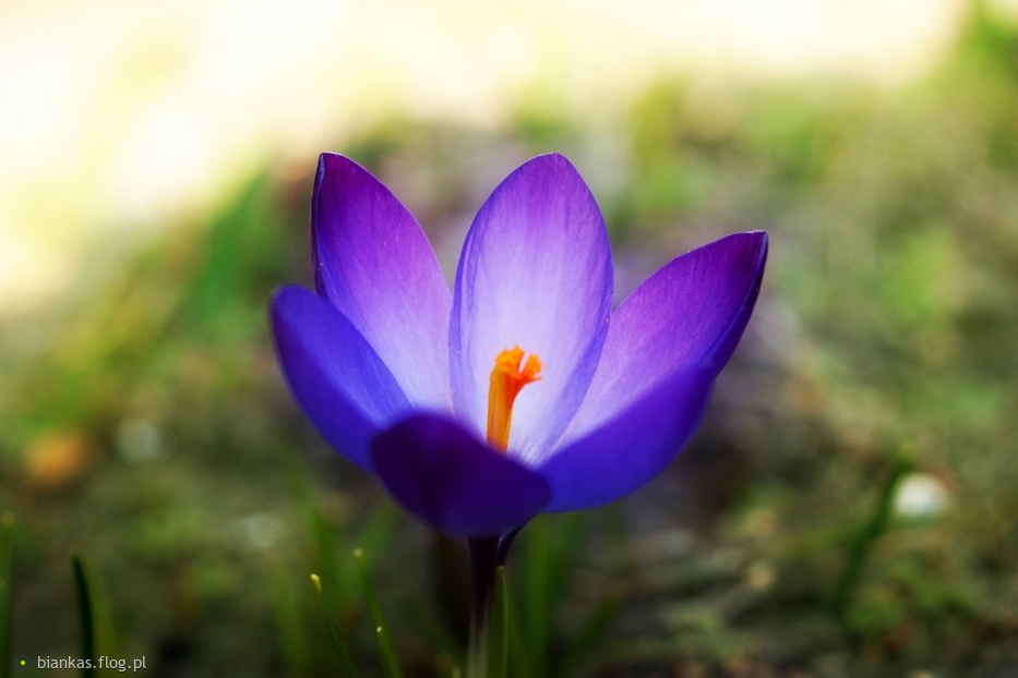 http://s18.flog.pl/media/foto/10915105_krokus.jpg